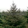 picea (5)